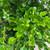 Buxus microphylla Winter Gem 168756